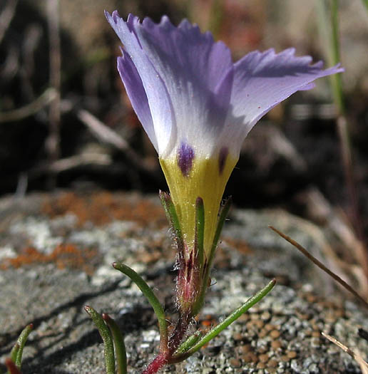 Detailed Picture 2 of Linanthus dianthiflorus