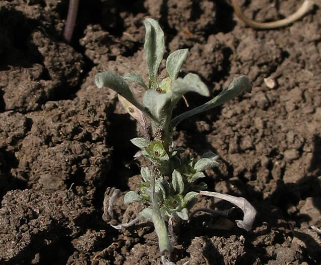 Detailed Picture 5 of Hesperevax sparsiflora