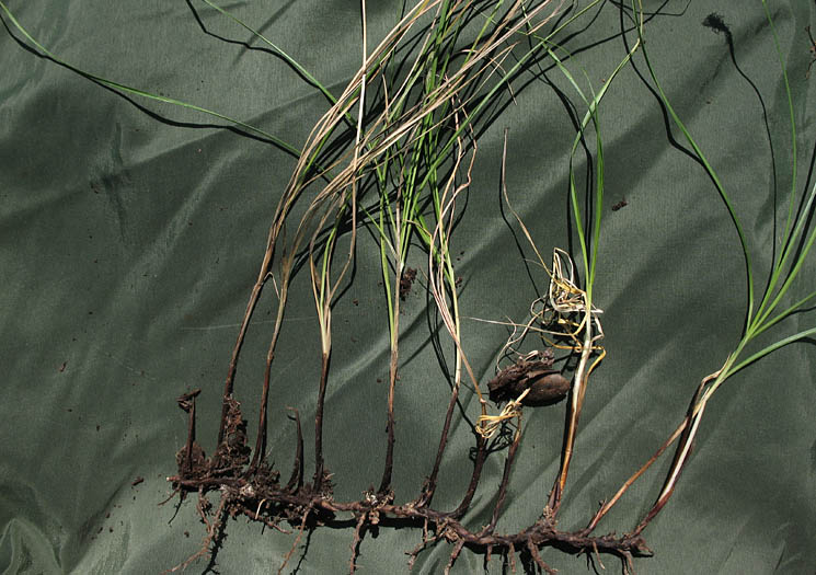 Detailed Picture 6 of Carex praegracilis
