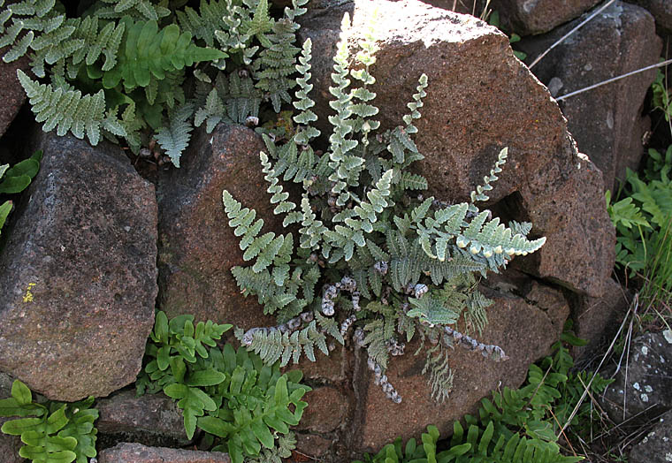 Detailed Picture 1 of Myriopteris newberryi