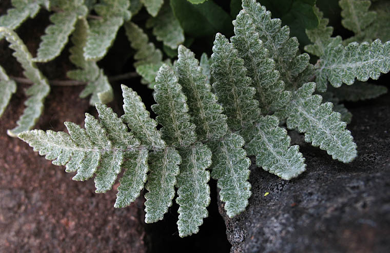 Detailed Picture 2 of Myriopteris newberryi