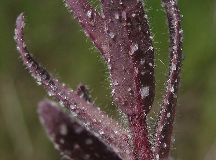 Detailed Picture 5 of Chloropyron maritimum ssp. maritimum