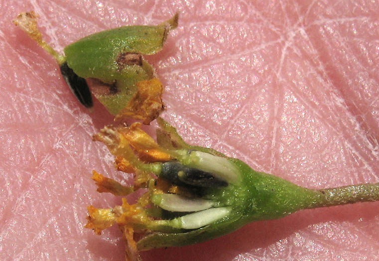 Detailed Picture 9 of Lasthenia glabrata ssp. coulteri