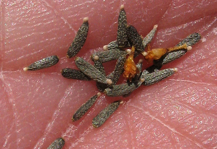 Detailed Picture 10 of Lasthenia glabrata ssp. coulteri