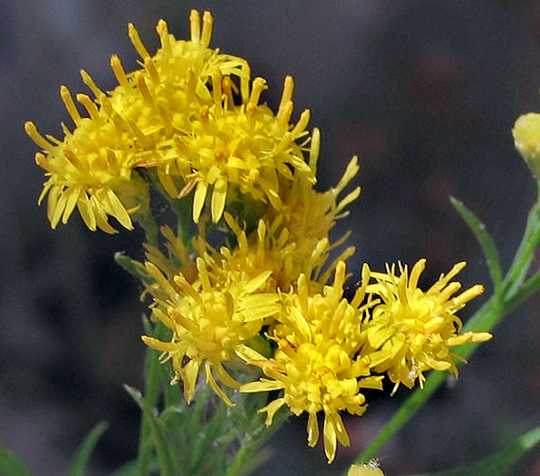 Detailed Picture 3 of Euthamia occidentalis