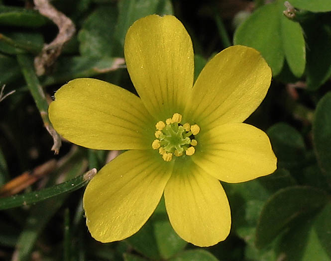 Detailed Picture 1 of Oxalis corniculata