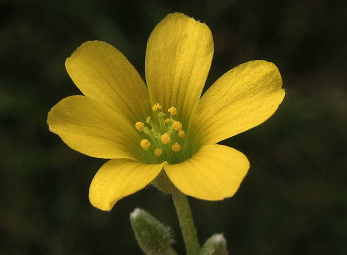 Detailed Picture 2 of Oxalis corniculata