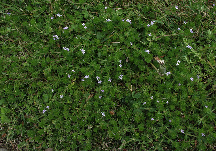 Detailed Picture 6 of Sherardia arvensis