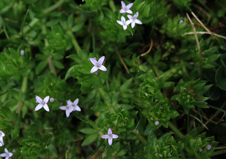 Detailed Picture 5 of Sherardia arvensis