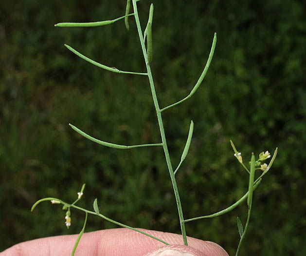 Detailed Picture 8 of Arabidopsis thaliana