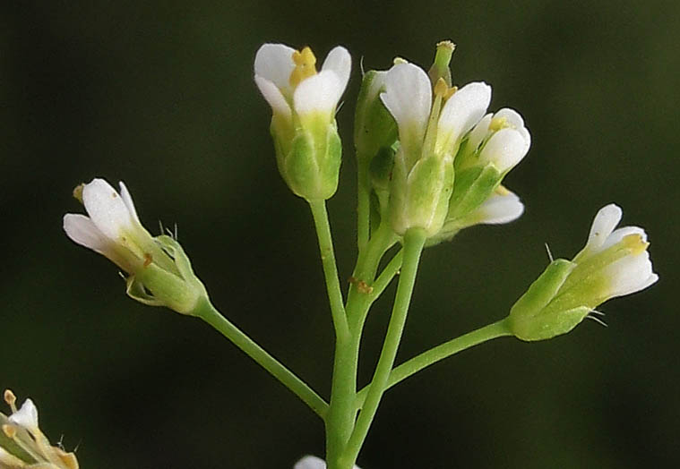 Detailed Picture 2 of Arabidopsis thaliana