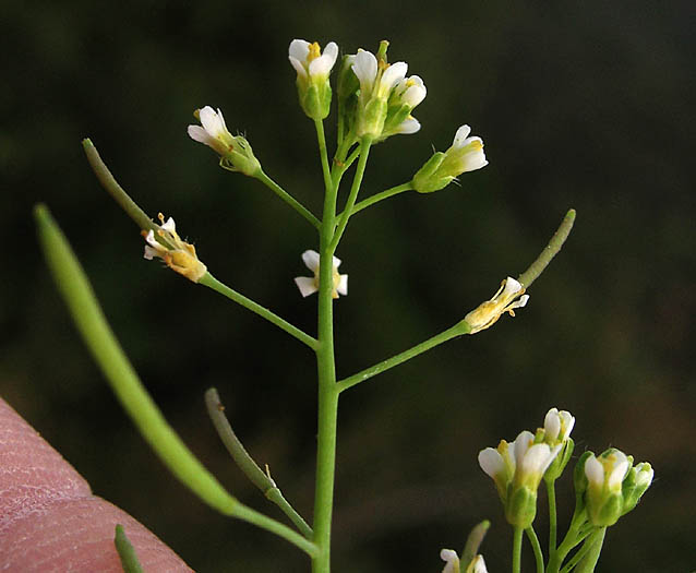 Detailed Picture 3 of Arabidopsis thaliana