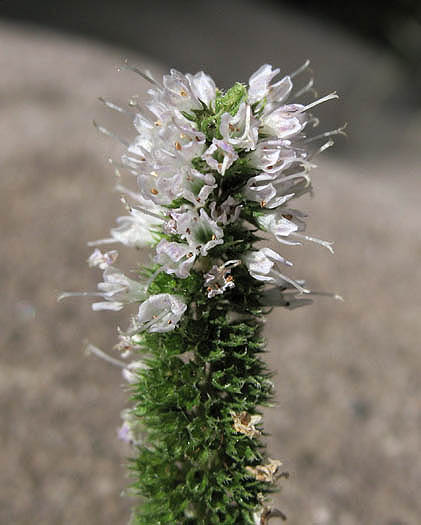 Detailed Picture 2 of Mentha spicata