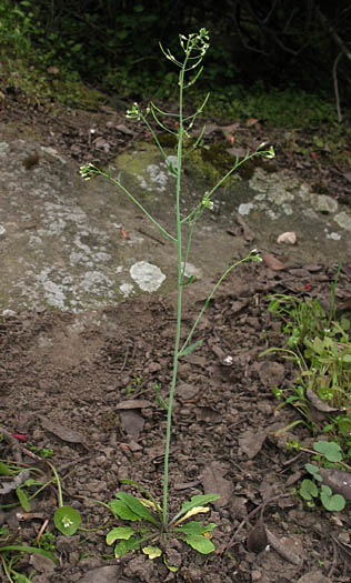 Detailed Picture 5 of Arabidopsis thaliana