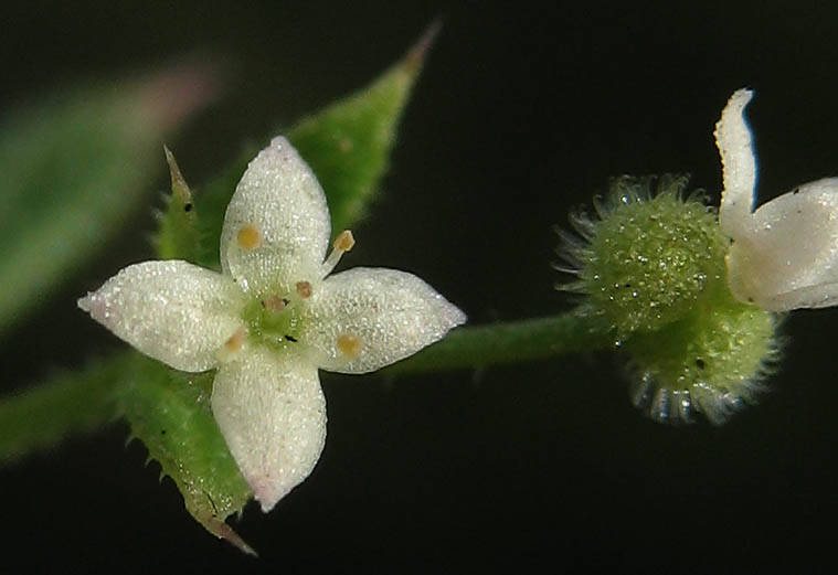 Detailed Picture 1 of Galium aparine