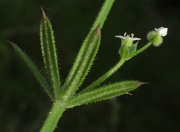 Detailed Picture 3 of Galium aparine