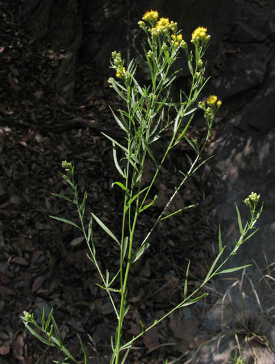 Detailed Picture 6 of Euthamia occidentalis