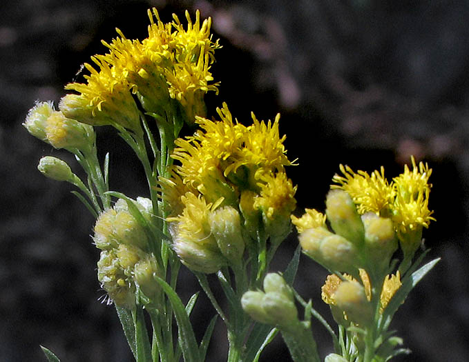 Detailed Picture 4 of Euthamia occidentalis