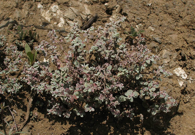 Detailed Picture 4 of Euphorbia melanadenia