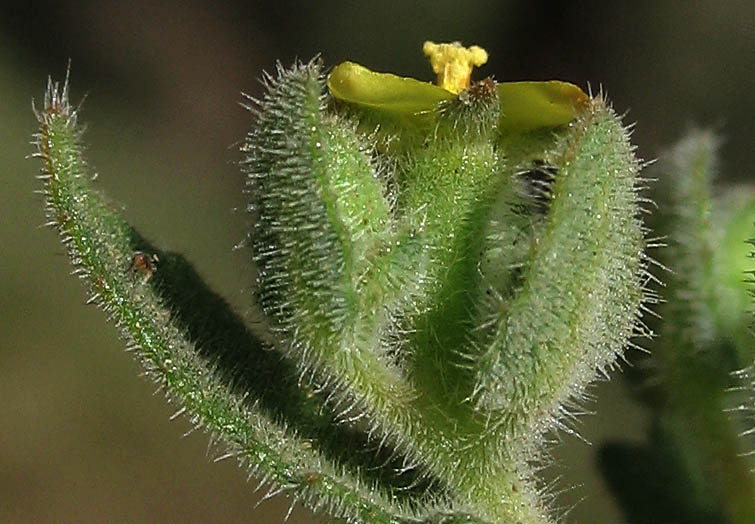 Detailed Picture 3 of Mentzelia micrantha