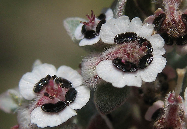 Detailed Picture 1 of Euphorbia melanadenia