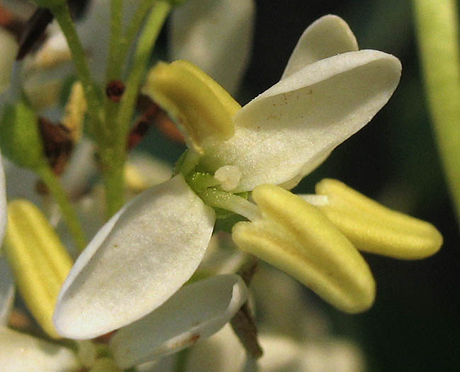 Detailed Picture 1 of Fraxinus dipetala