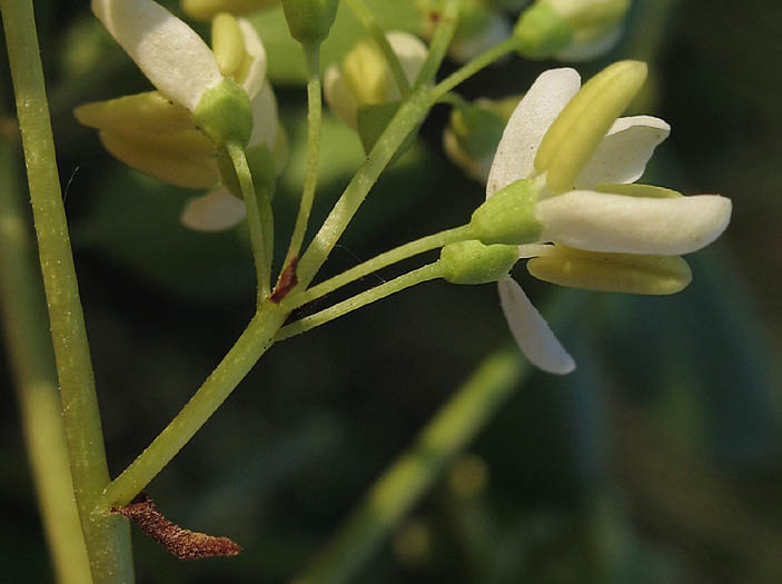 Detailed Picture 2 of Fraxinus dipetala