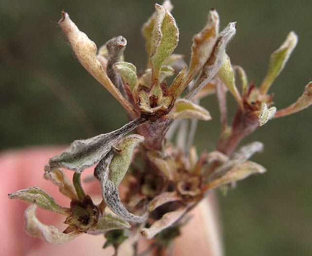 Detailed Picture 4 of Hesperevax sparsiflora