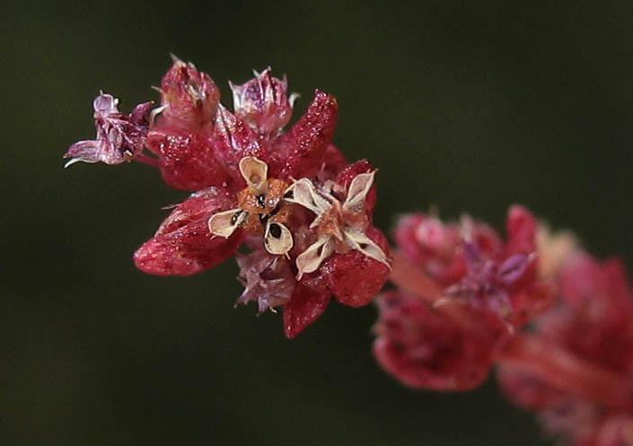 Detailed Picture 2 of Crassula connata