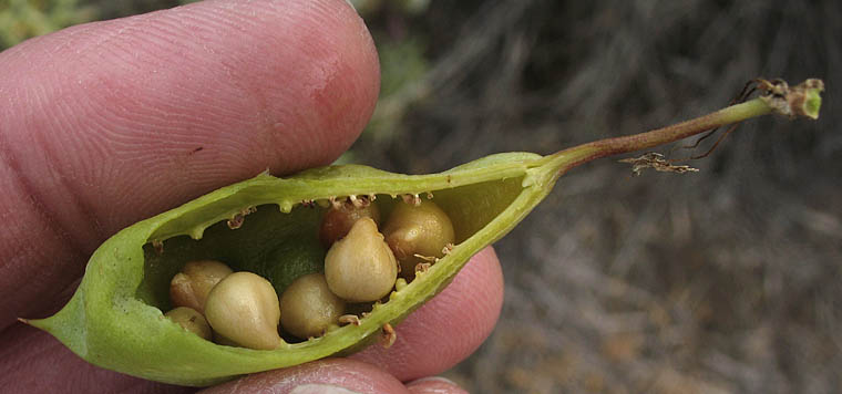 Detailed Picture 5 of Peritoma arborea var. arborea