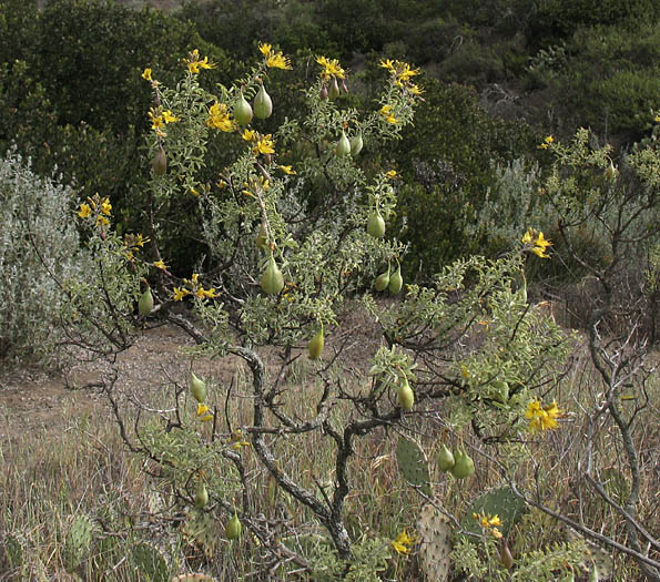 Detailed Picture 3 of Peritoma arborea var. arborea