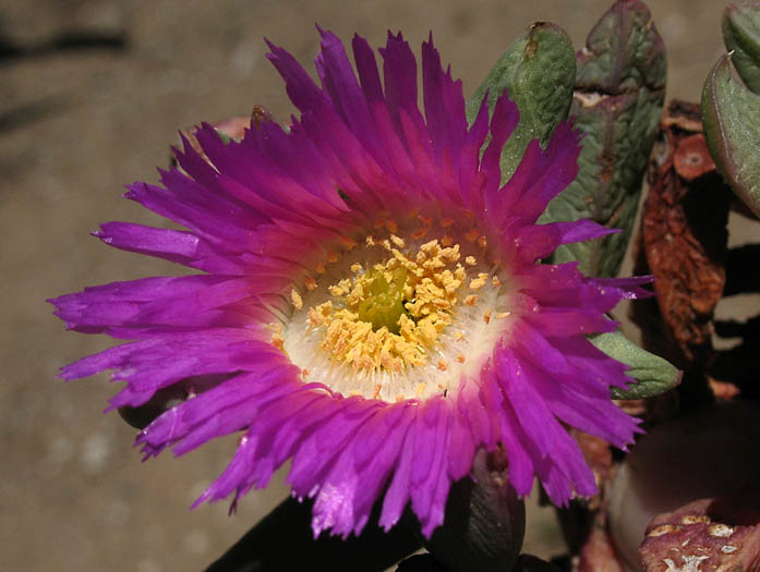 Detailed Picture 1 of Carpobrotus chilensis