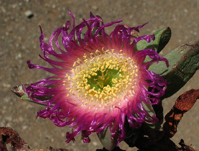 Detailed Picture 2 of Carpobrotus chilensis