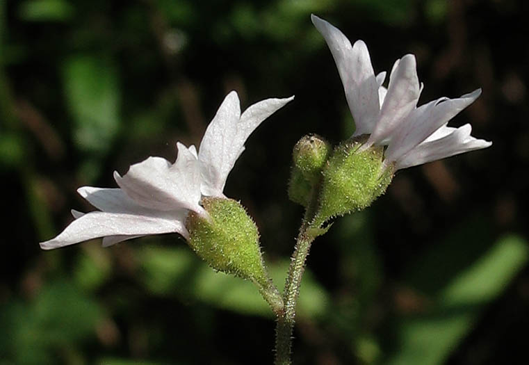 Detailed Picture 2 of Lithophragma affine