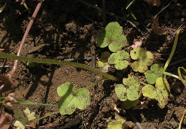 Detailed Picture 6 of Lithophragma affine