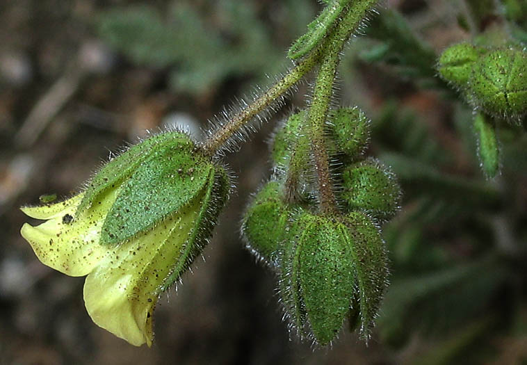 Detailed Picture 2 of Emmenanthe penduliflora