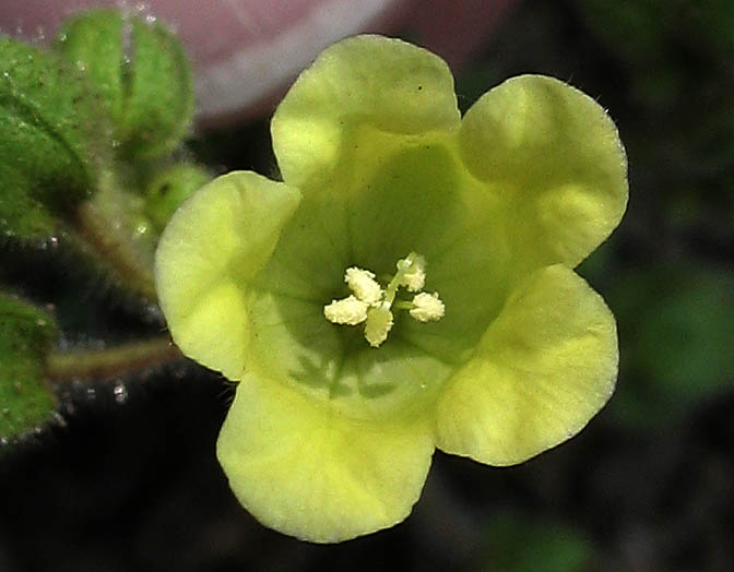 Detailed Picture 1 of Emmenanthe penduliflora