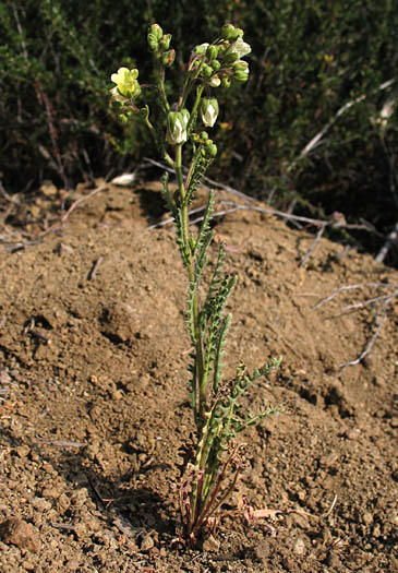 Detailed Picture 4 of Emmenanthe penduliflora