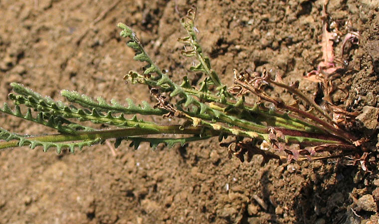 Detailed Picture 5 of Emmenanthe penduliflora