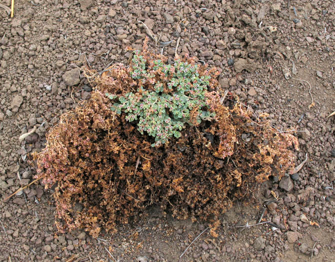 Detailed Picture 7 of Euphorbia polycarpa