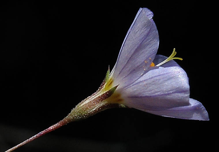 Detailed Picture 2 of Leptosiphon liniflorus