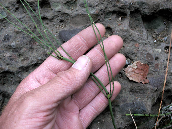 Detailed Picture 2 of Equisetum laevigatum