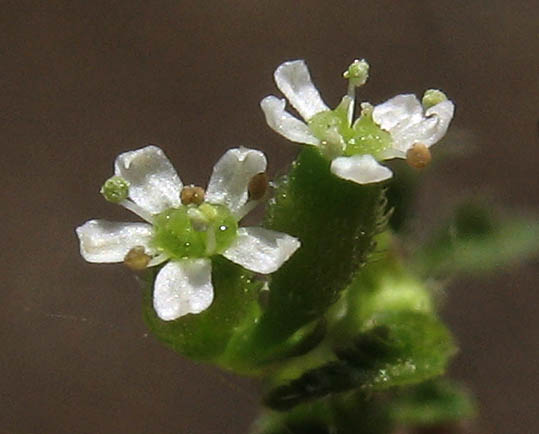 Detailed Picture 1 of Anthriscus caucalis