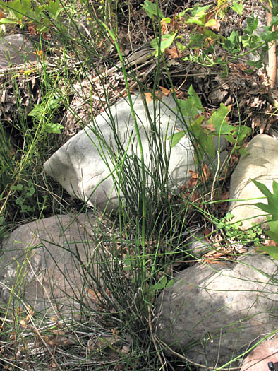 Detailed Picture 1 of Equisetum laevigatum