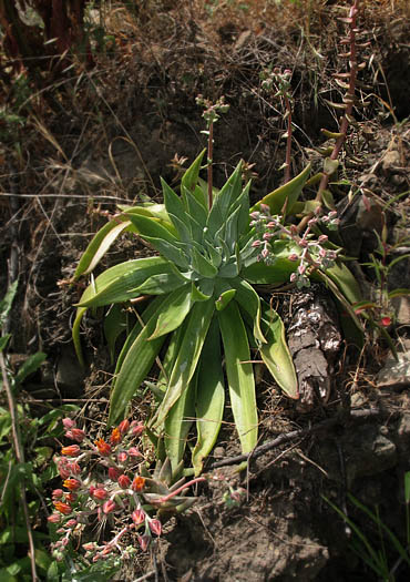 Detailed Picture 7 of Dudleya palmeri