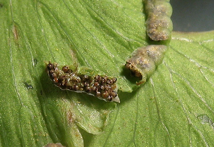 Detailed Picture 4 of Adiantum jordanii