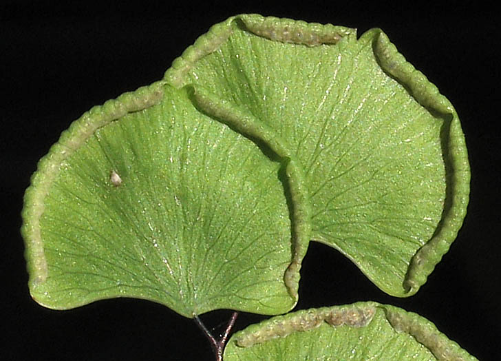 Detailed Picture 3 of Adiantum jordanii