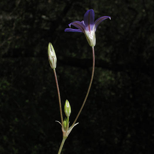 Detailed Picture 6 of Brodiaea terrestris ssp. kernensis