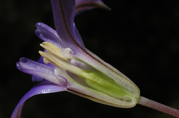 Detailed Picture 5 of Brodiaea terrestris ssp. kernensis