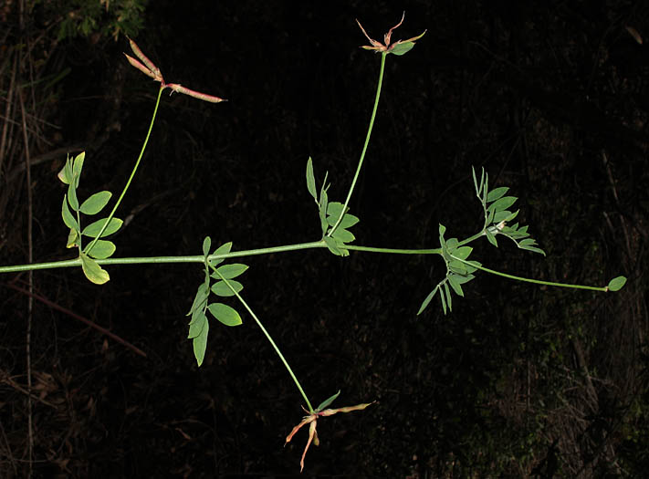 Detailed Picture 3 of Acmispon grandiflorus var. grandiflorus